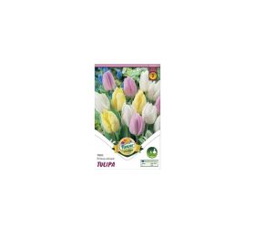 Tulipán trio prince mix 6 ks