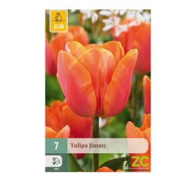 Tulipán jimmy 7 ks