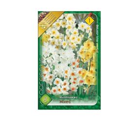 Narcis multiflower mix 8 ks